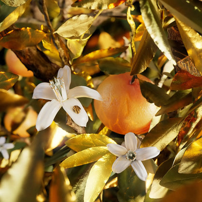 Bvlgari Le Gemme Tygar Eau De Parfum